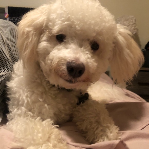 Meet your Posher, Siena - Picture 1 of 1